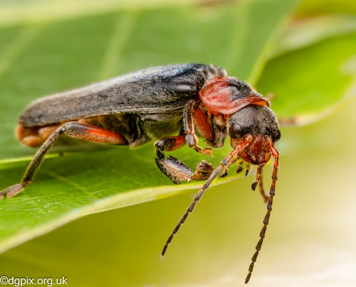 Eeeee Insect Insects
