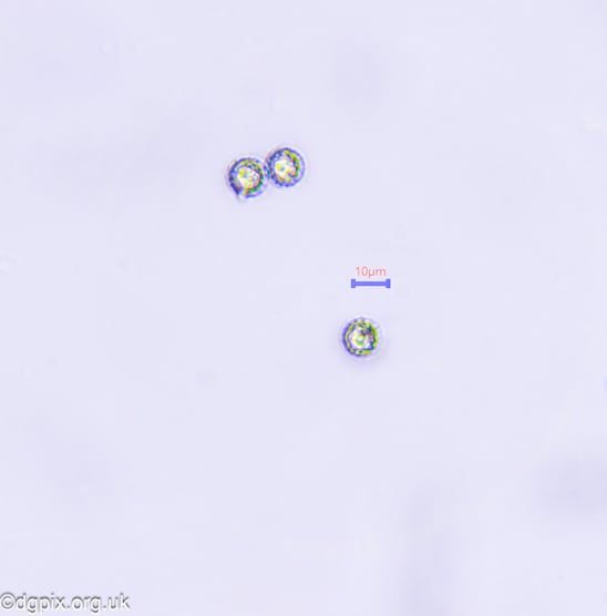 54095316951_071b8bf2cb_h (1)