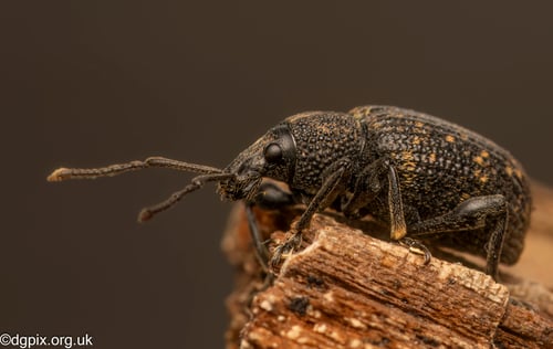 Qojar Insect Insects
