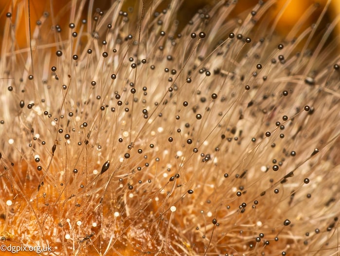 54895010863_1ec00a0001_c