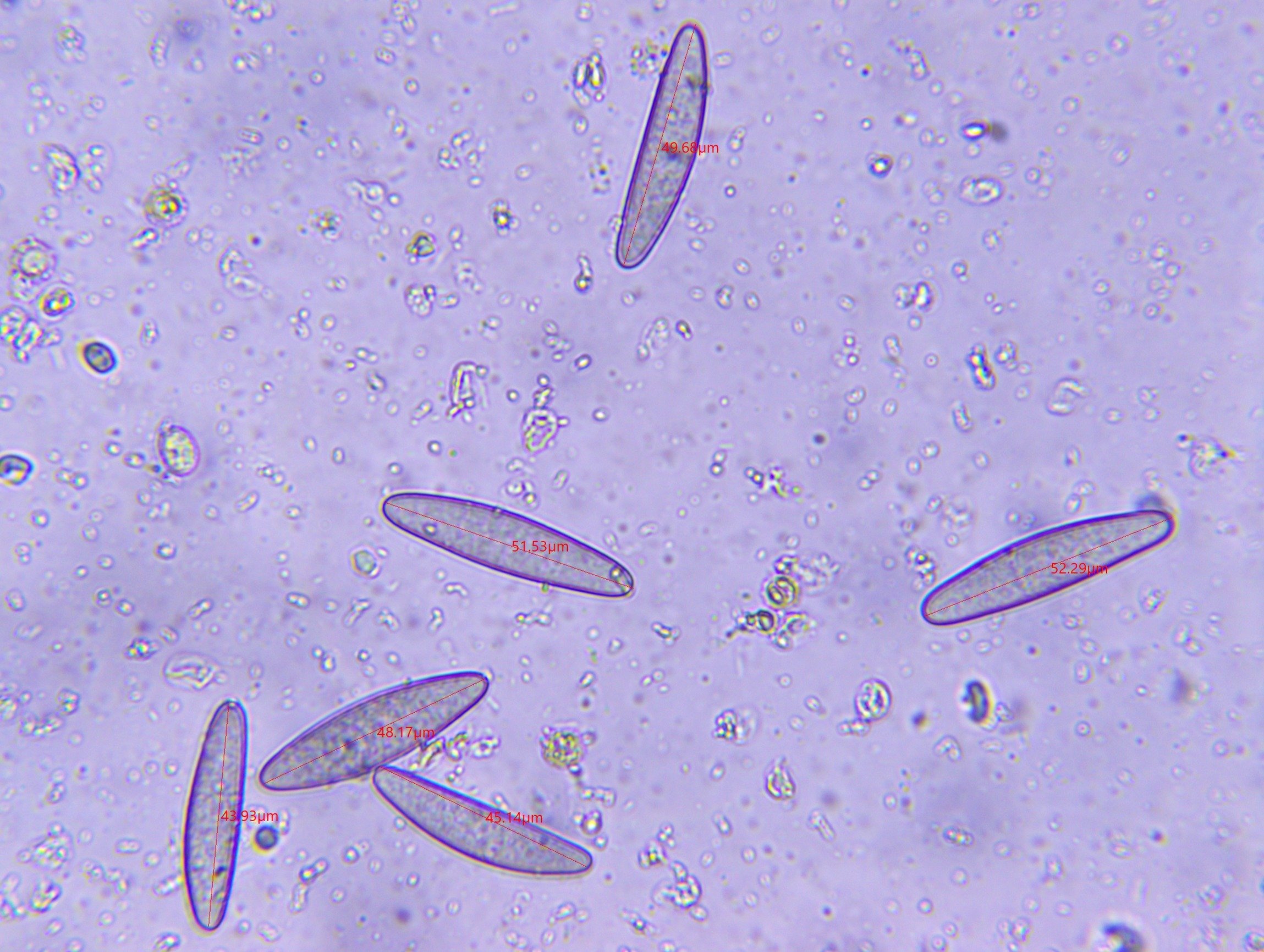 54895034558_e9149a36ea_o