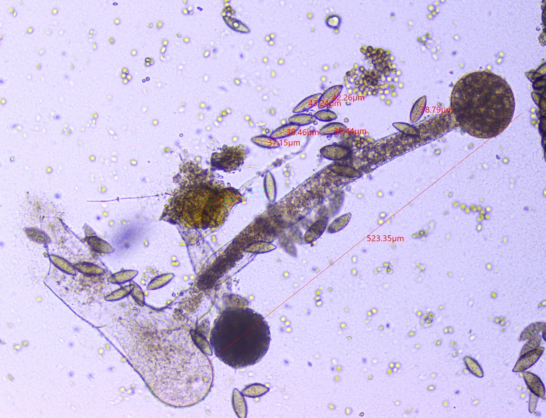 54895034668_f149742c4d_o (1)