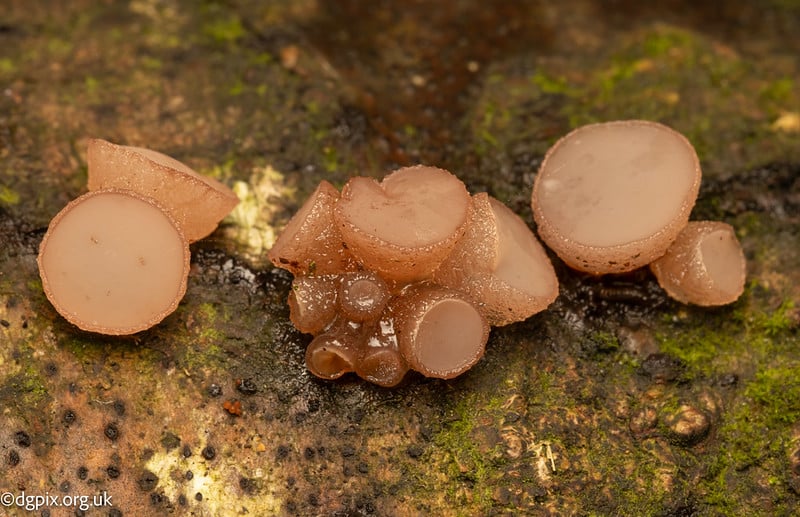 Beech Jellydisc (1)-1