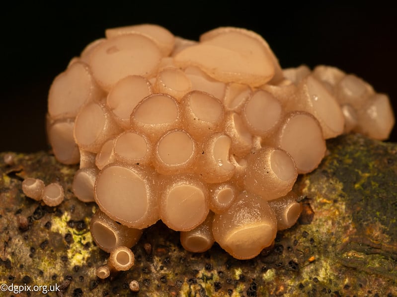 Beech Jellydisc (2)-1
