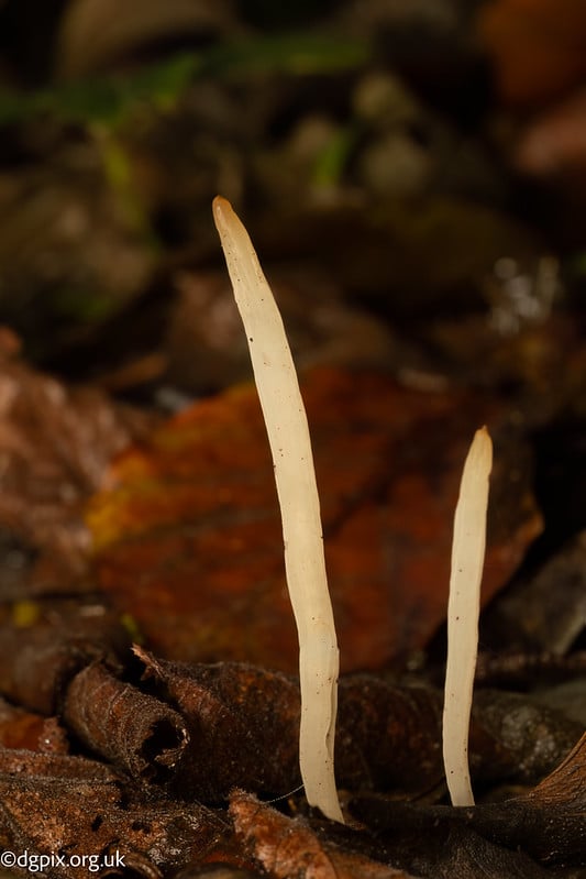 Clavaria falcata-1