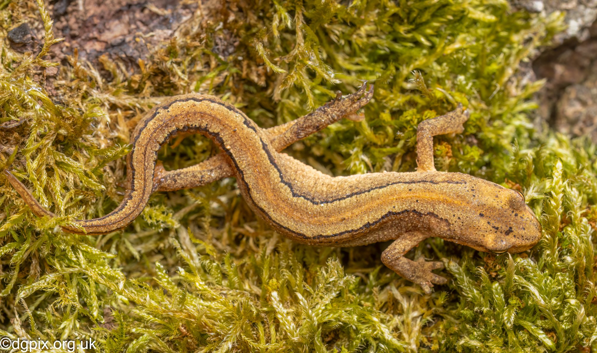 Smooth Newt, Co. Armagh