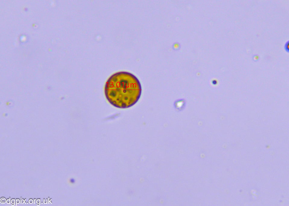 Favolaschia calocera (3)