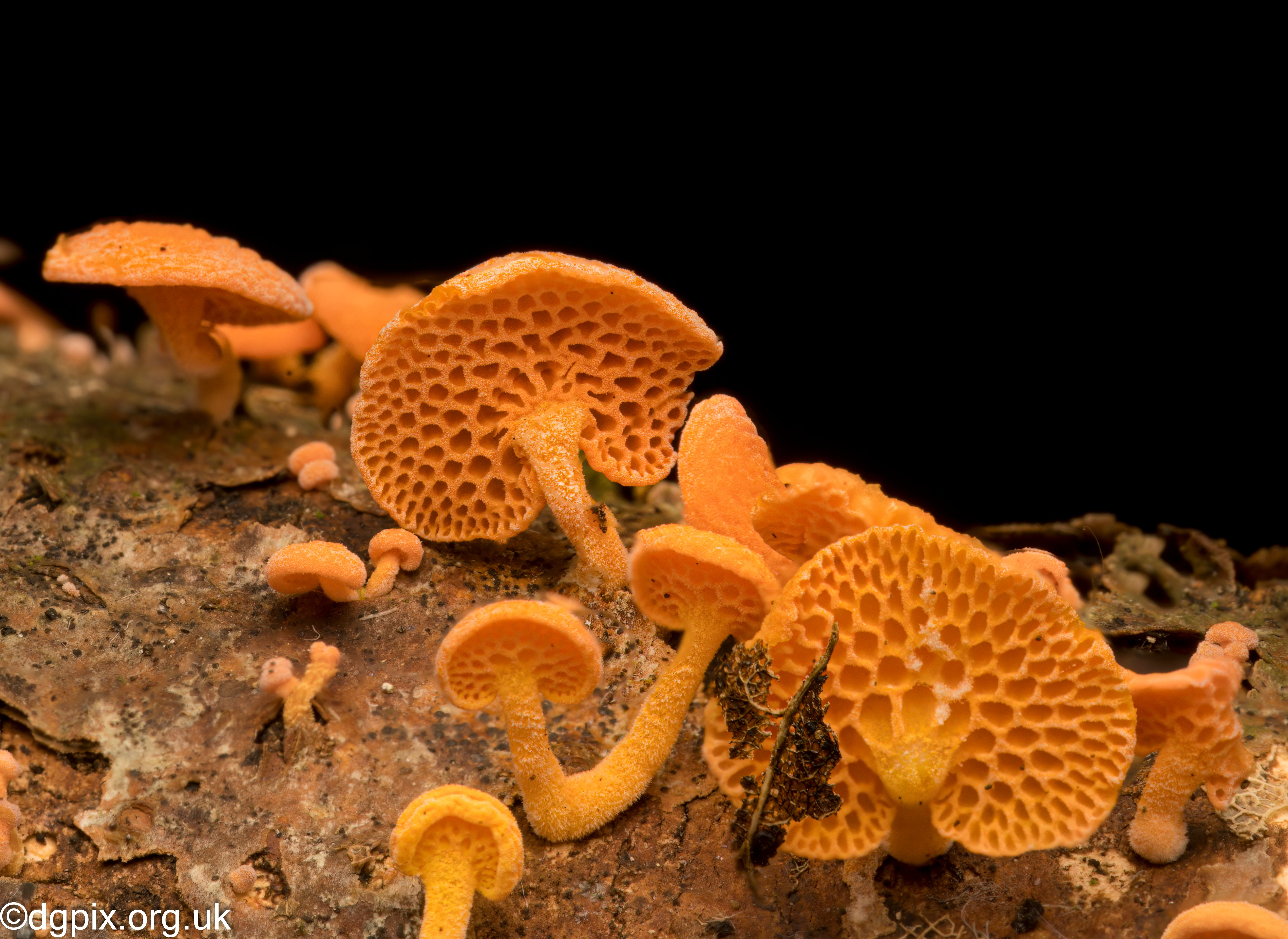 Favolaschia calocera (5)