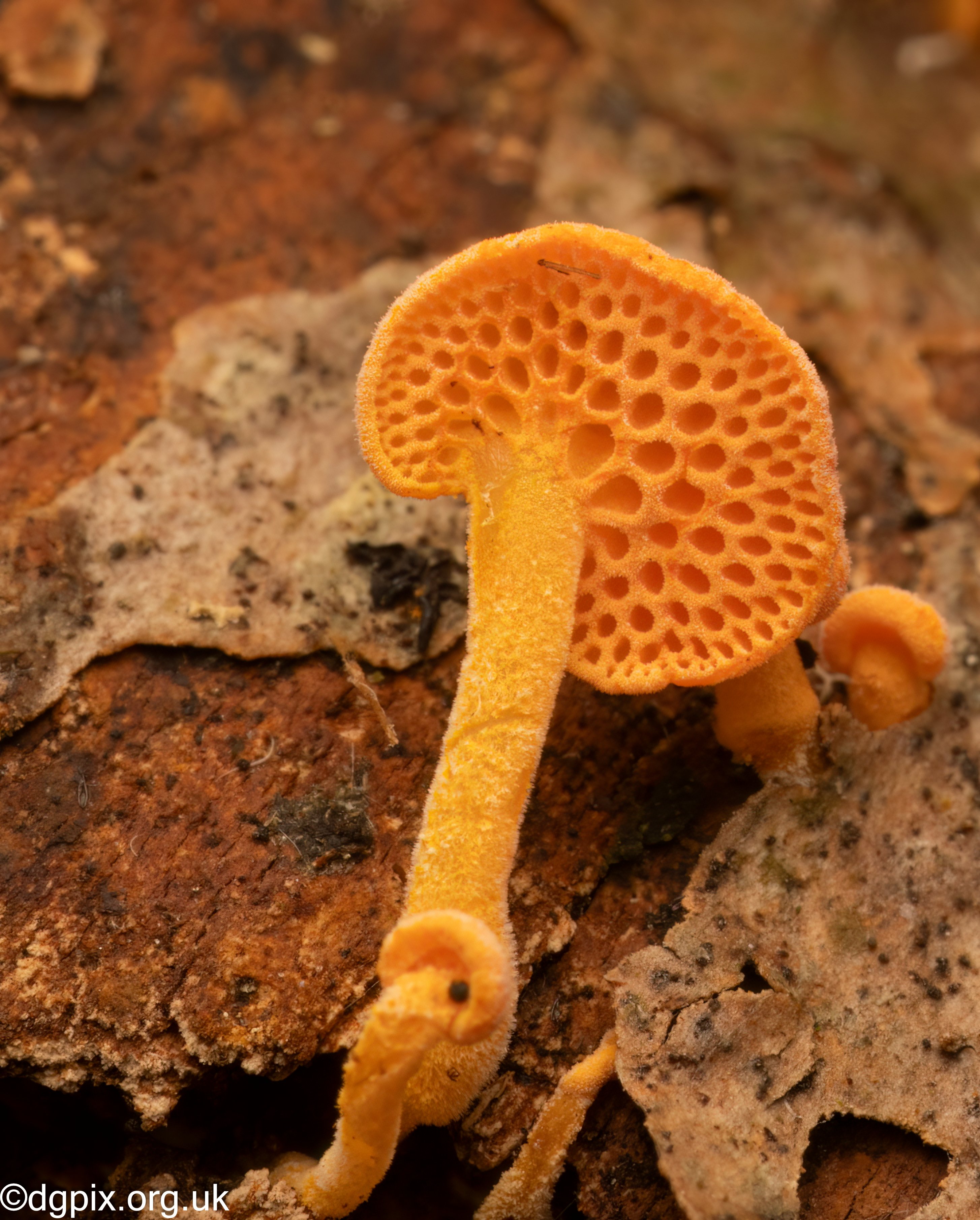 Favolaschia calocera (6)