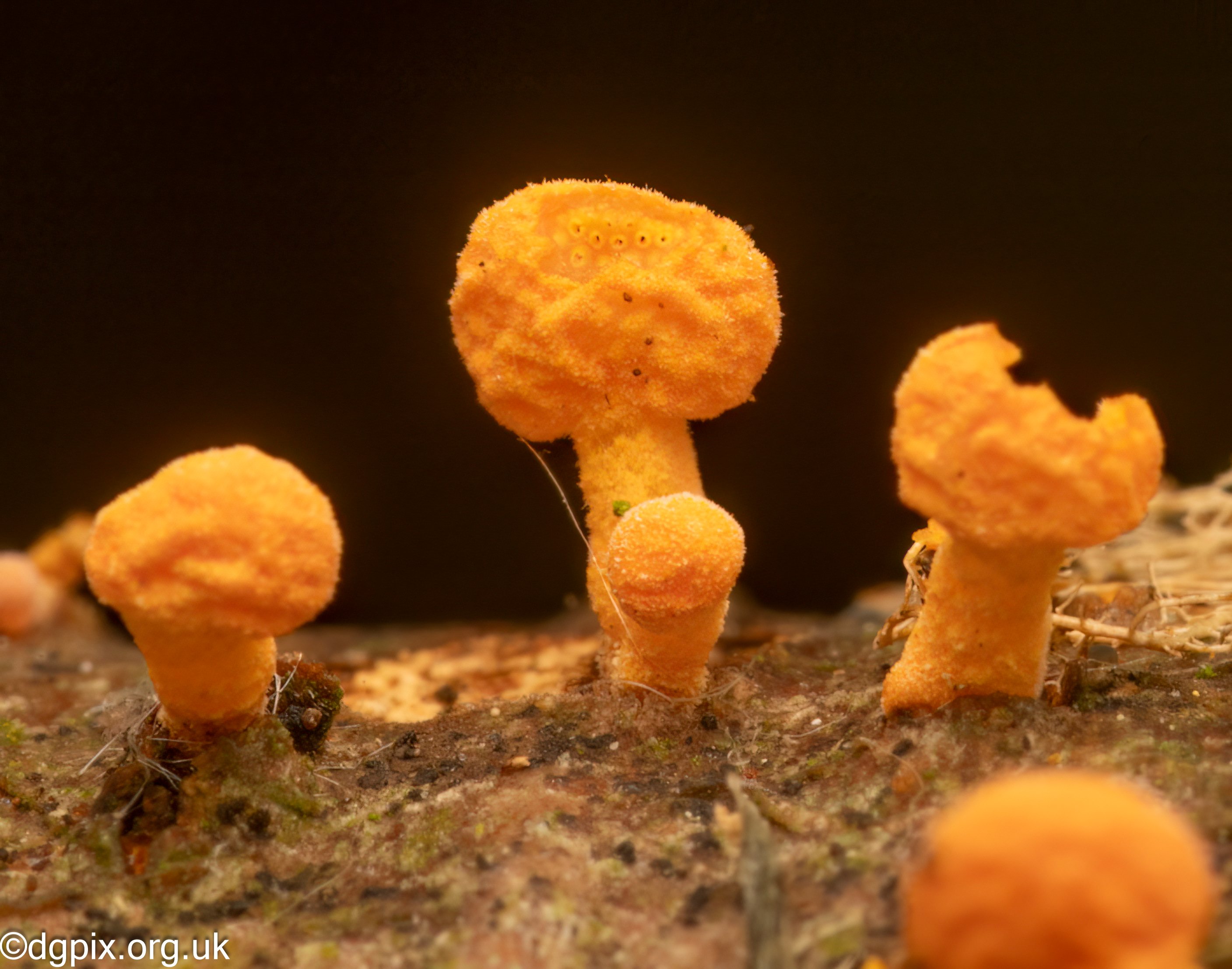 Favolaschia calocera (7)
