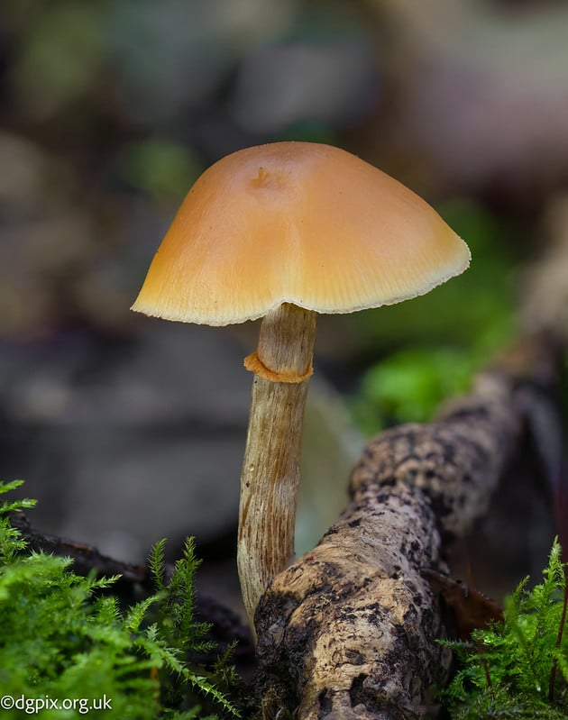Galerina species-1