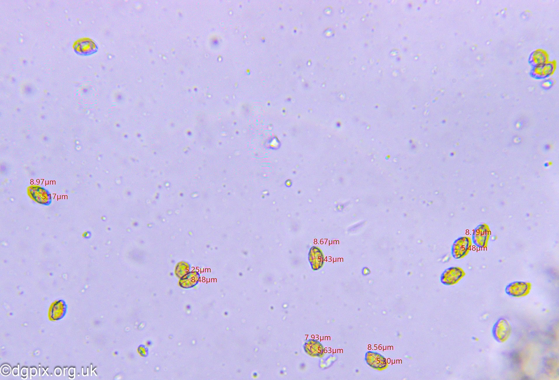 Gymnopilus junonius (2)
