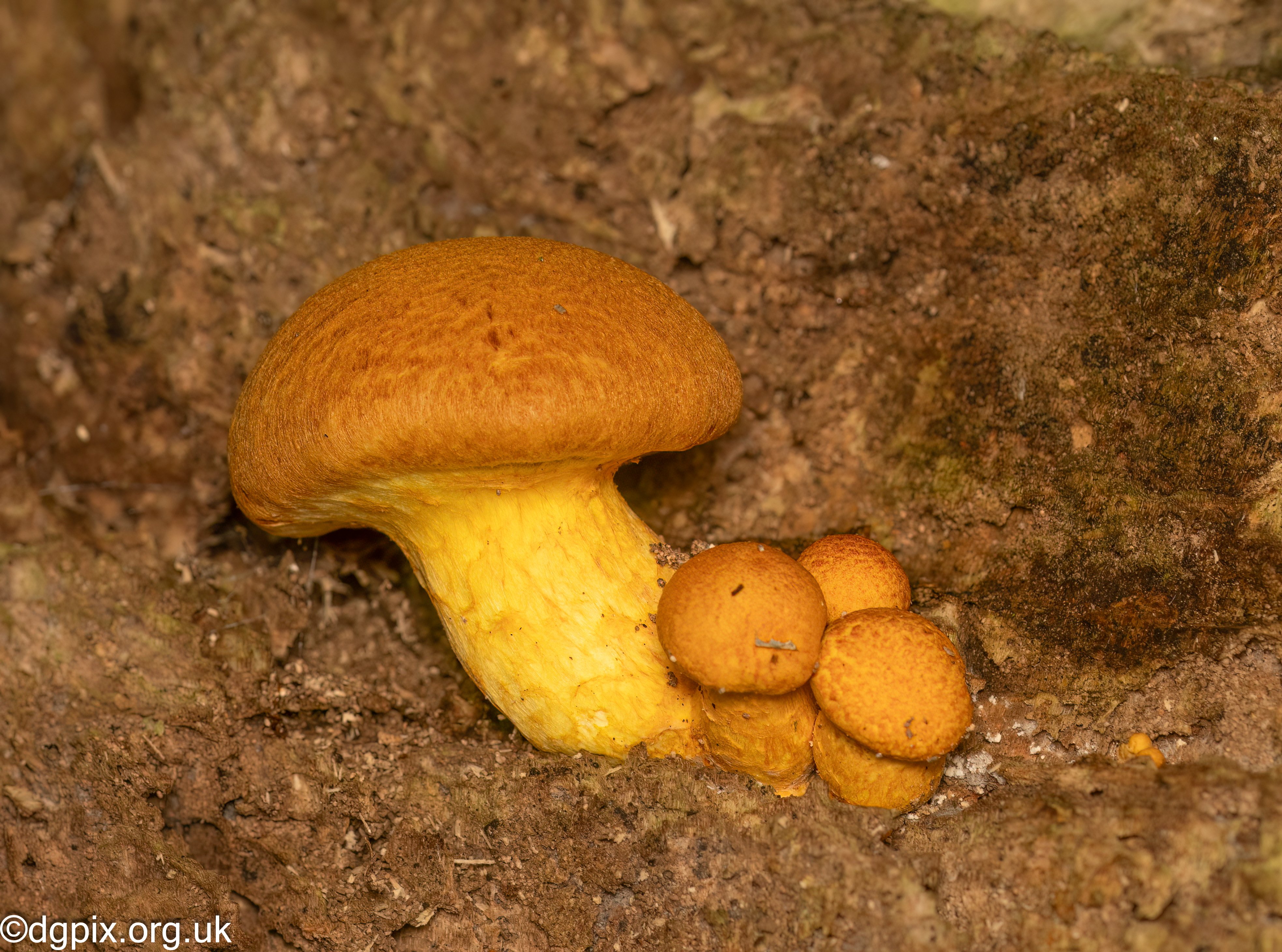 Gymnopilus junonius (3) - Copy