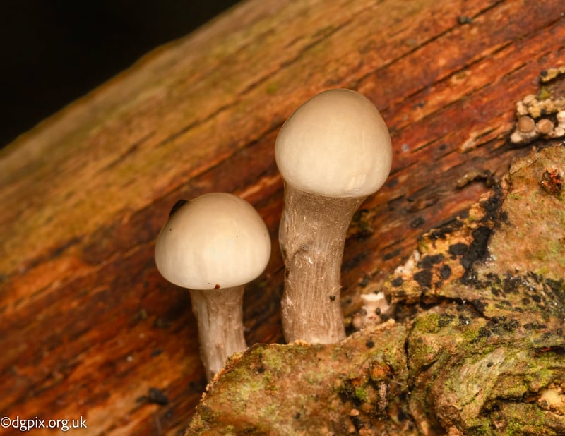 Porcelain fungus (2)-1