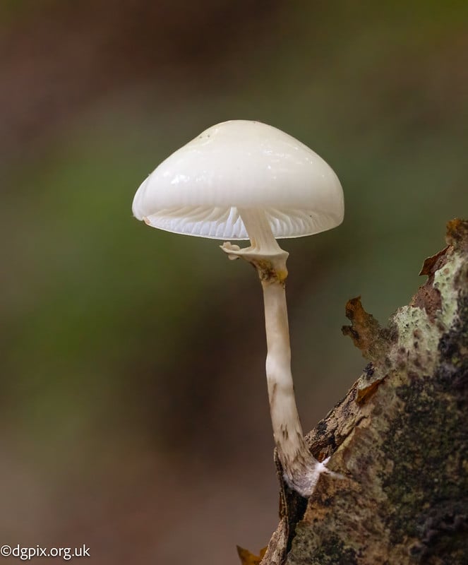 Porcelain fungus-1