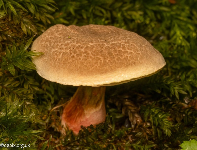 Xerocomus chrysenteron sl, incl. bubalinus, cisalpinus, declivitatum, porosporus-1