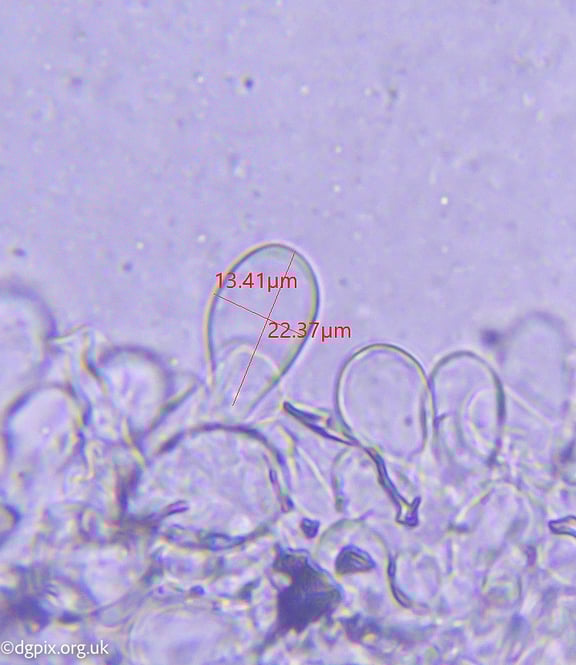 chlorophyllum-rhacodes-cheliocystidia_54790026180_o