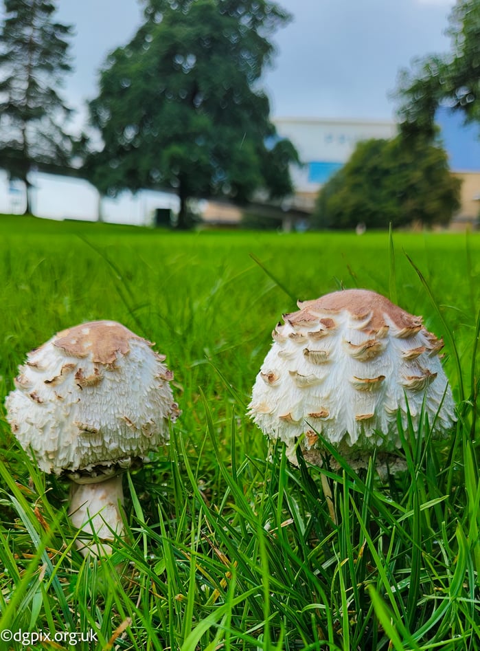 chlorophyllum-rhacodes_54789949643_o