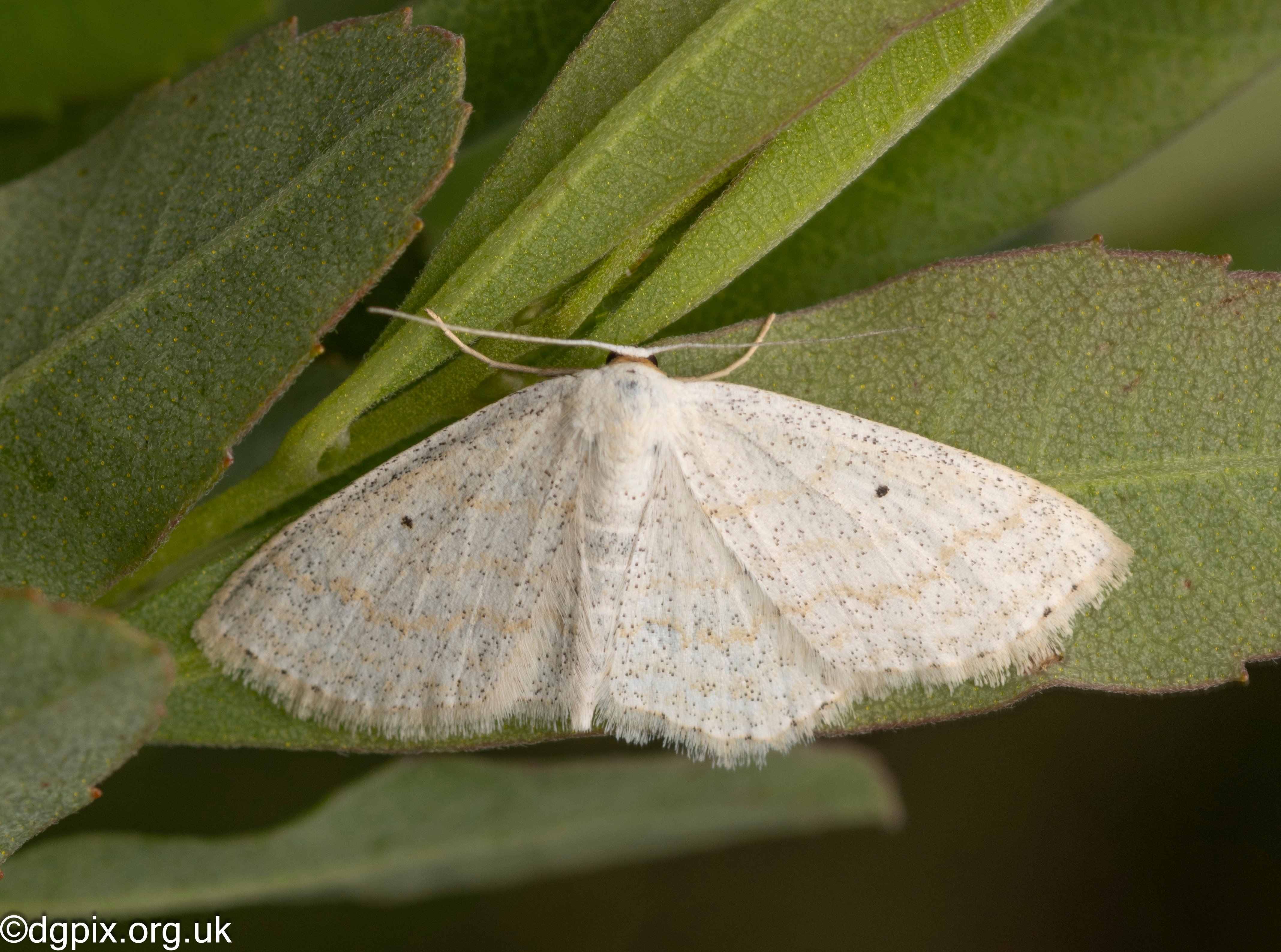 lesser cream wave