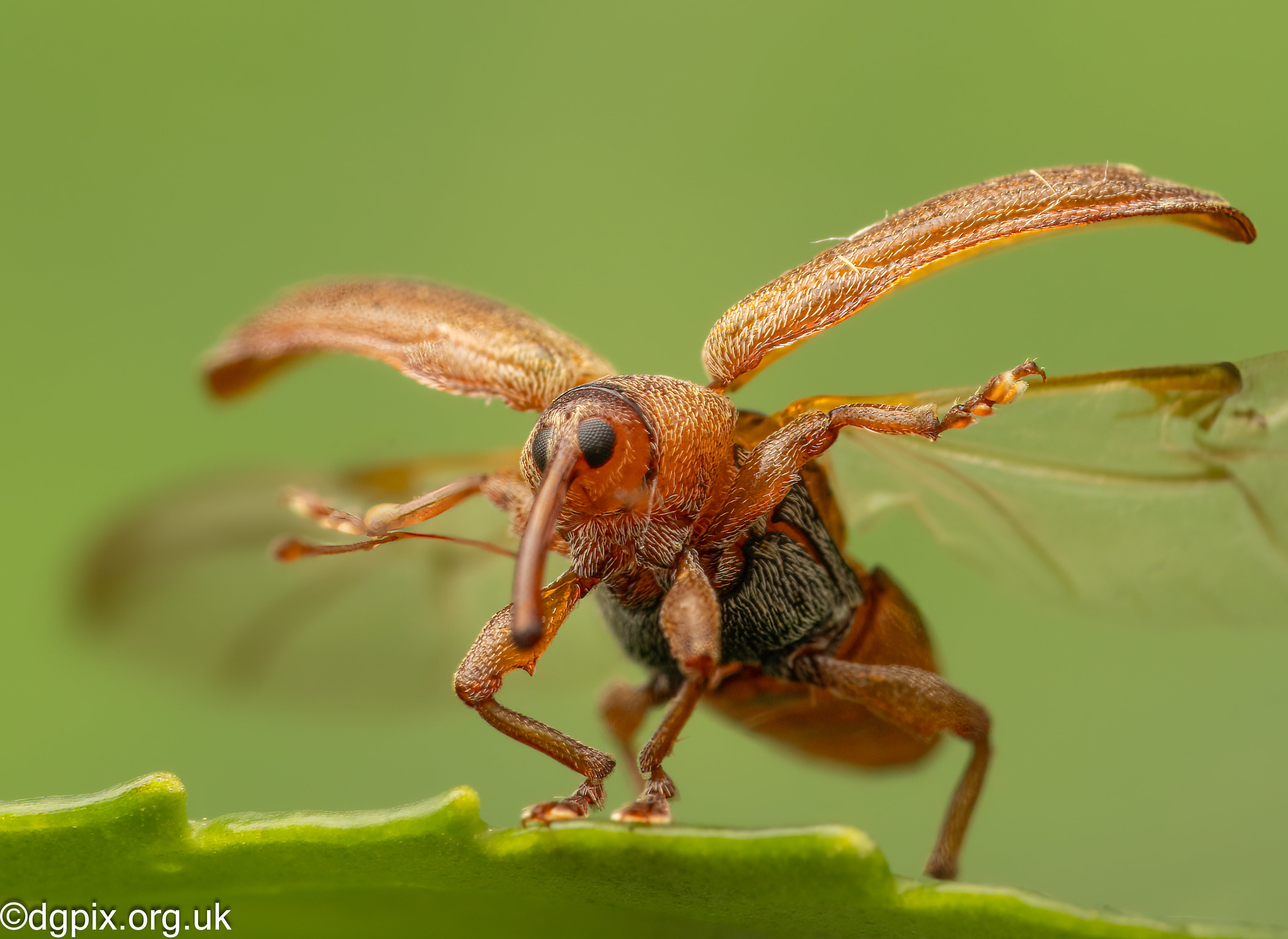 Issoprt Insect Insects