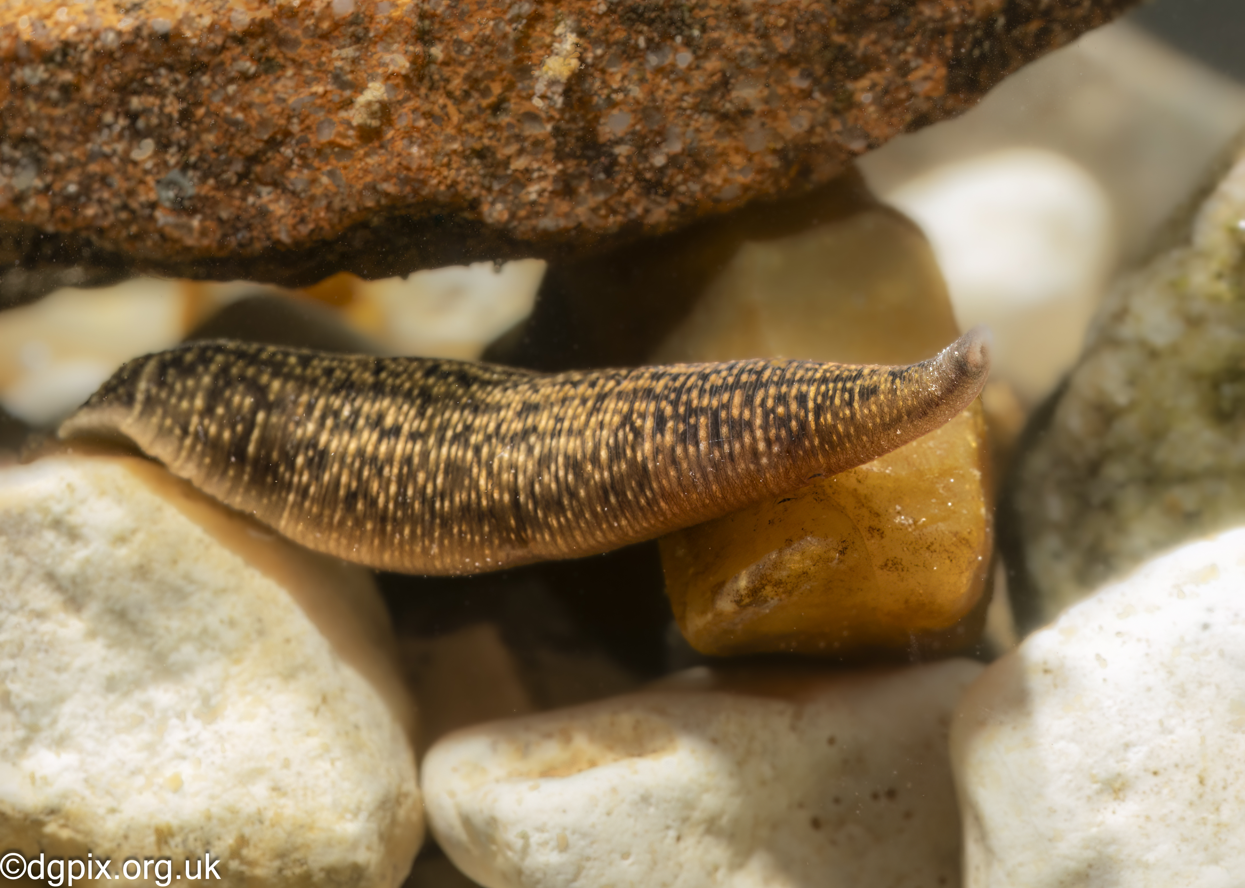 Freshwater Invertebrates: Survey notes 04/07/2025